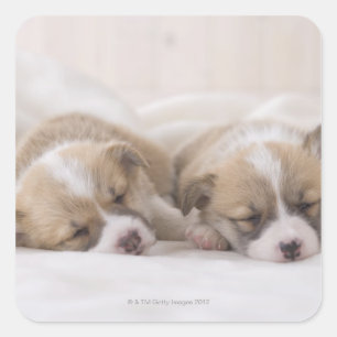 Twee Welsh Corgi Slaping Vierkante Sticker
