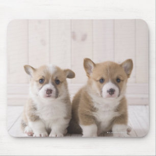 Twee Welsh Corgi-vergaderingen Muismat