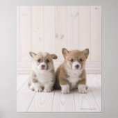 Twee Welsh Corgi-vergaderingen Poster (Voorkant)