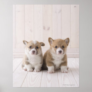 Twee Welsh Corgi-vergaderingen Poster