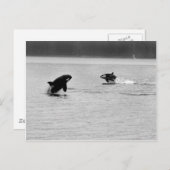 TWEE WHALES BRIEFKAART (Voorkant / Achterkant)