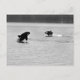TWEE WHALES BRIEFKAART