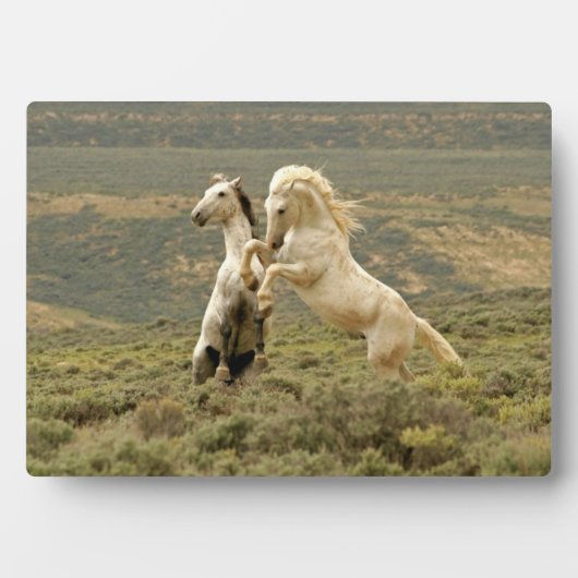 Twee Wilde Stallianties vechten Fotoplaat (voorkant)