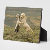 Twee Wilde Stallianties vechten Fotoplaat (Zijkant)