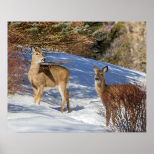 Twee Witstaartsloppenwijken in de winter Poster