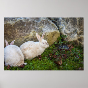 Twee Witte Bunnies Poster