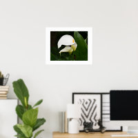 Twee Witte Calla Lelie Bloem Fotografisch