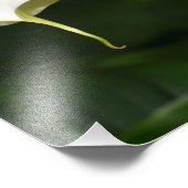 Twee witte Calla Lilies Floral Foto Afdruk (Hoek)