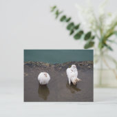 Twee witte duiven in een puddle briefkaart (Staand voorkant)