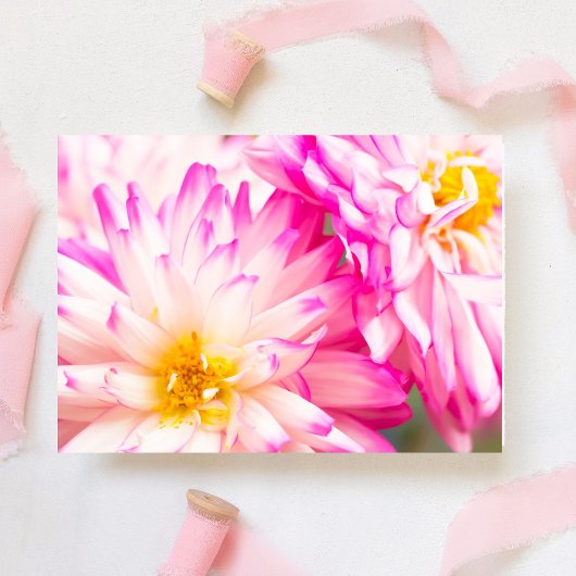 Twee witte en roze Dahlia blanco noot