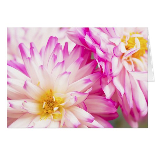 Twee witte en roze Dahlia blanco noot (Voorkant Horizontaal)