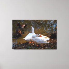 twee witte ganzen en twee mandarijneenden canvas afdruk