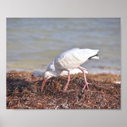 Twee witte Ibis, Florida Poster (Voorkant)