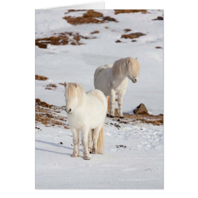Twee witte IJslandse paarden (Voorkant)