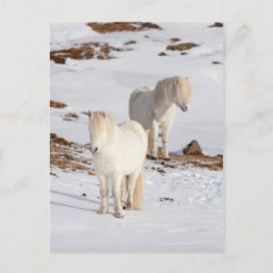 Twee Witte Ijslandse Paarden Briefkaart
