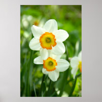 Twee witte narcissen foto
