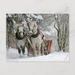 Twee witte paarden die een buik door sneeuw trekke briefkaart