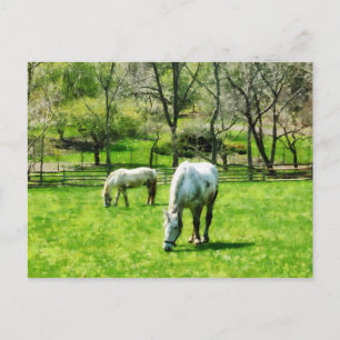 Twee witte paarden grazen briefkaart