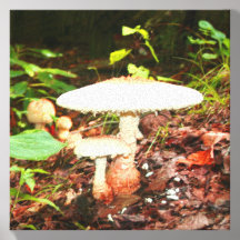 Twee witte paddenstoelen