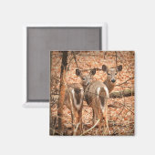 Twee Witte staarten Deer in de bossen Magneet (Voorkant / Achterkant)