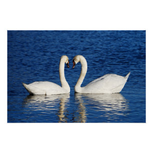 Twee witte Swans vormen het Geheime Teken Perfect Poster