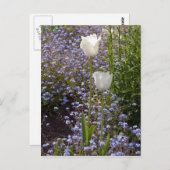 Twee Witte Tulpen Briefkaart (Voorkant / Achterkant)
