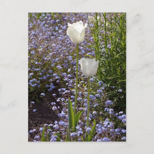Twee Witte Tulpen Briefkaart (Voorkant)