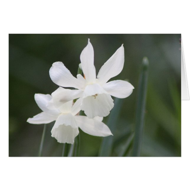 Twee witte wilde Daffodils in Groen Gebied (Voorkant Horizontaal)