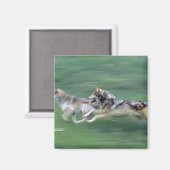 Twee wolven in bergweide magneet (Voorkant / Achterkant)