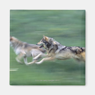 Twee wolven in bergweide magneet