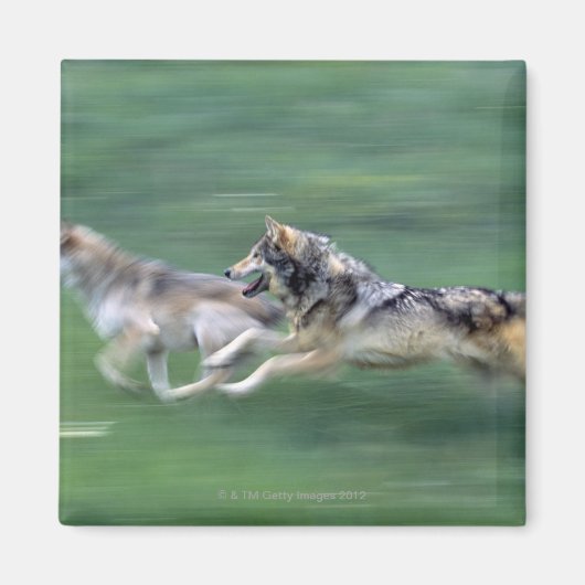 Twee wolven in bergweide magneet (Voorkant)
