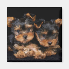 Twee yorkies op zwart magneet
