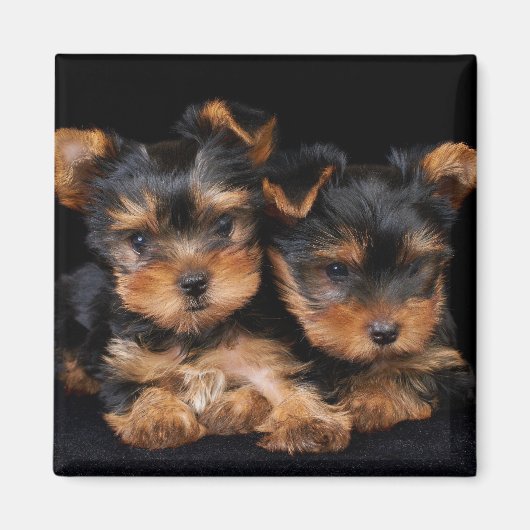 Twee yorkies op zwart magneet (Voorkant)