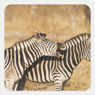 Twee zebras die in gras staan vierkante sticker