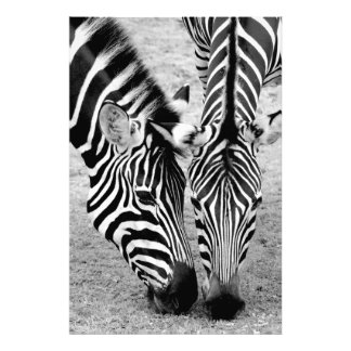 Twee zebra's - zwarte en witte fotoafdrukken foto afdruk