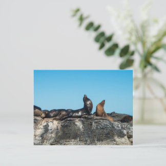 Twee zeeleeuwen in de Cortezzee Briefkaart