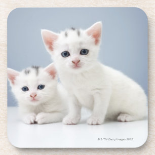 Twee zeer jonge witte kittens zijn nieuwsgierig bier onderzetter