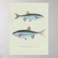 Twee zoölogische vistekening