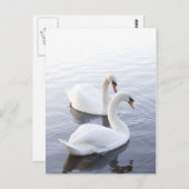 Twee zwanen briefkaart (Voorkant / Achterkant)