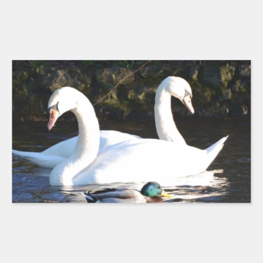 Twee zwanen en een eend rechthoekige sticker (Voorkant)