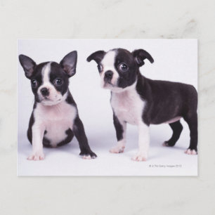 Twee zwarte en witte puppies briefkaart
