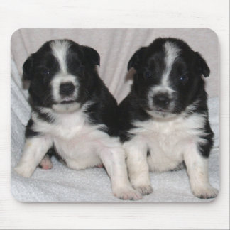 twee zwarte en witte puppies muismat
