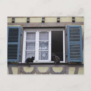 Twee zwarte katten bij het raam briefkaart