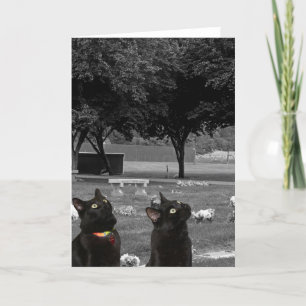 Twee zwarte katten op begraafplaats leeg Wenskaart Kaart