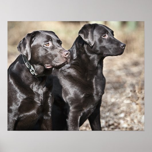 Twee zwarte labradors poster (Voorkant)