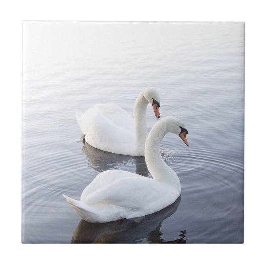 Twee zwemmen op het Tranquil Lake Tegeltje (Voorkant)