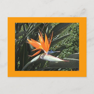Tweede vogel van het Paradijs-Briefkaart Briefkaart