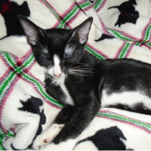 TWEEDE WIJZIGING PISTOOL VERGUNNEN Mok