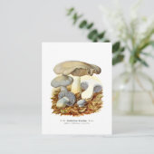 Tweekleurig Agaricus Briefkaart (Staand voorkant)