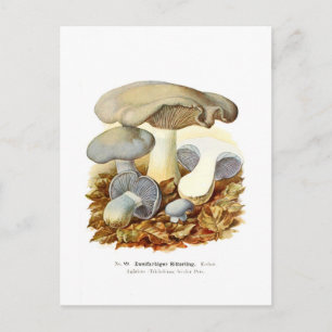 Tweekleurig Agaricus Briefkaart
